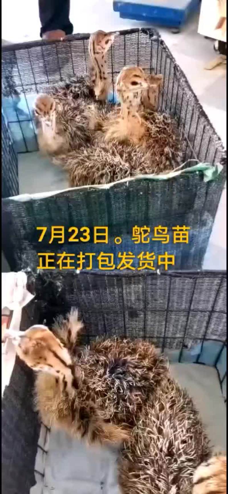 鸵鸟蛋