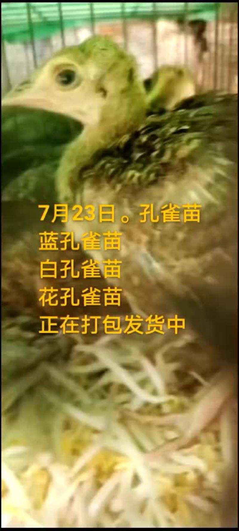 鸵鸟蛋