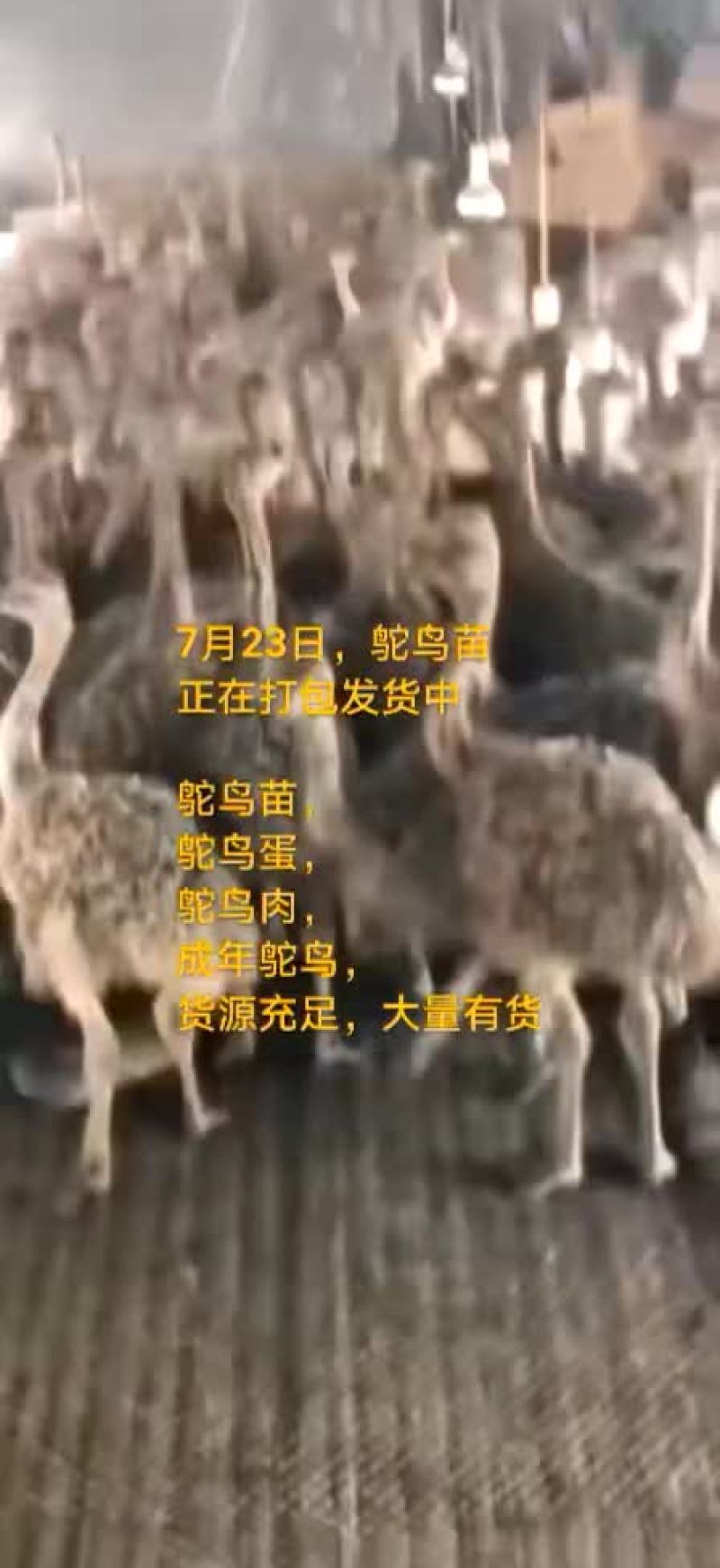 鸵鸟蛋