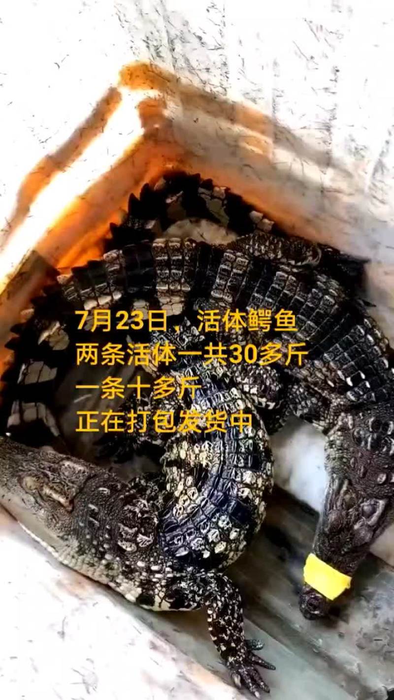 鸵鸟蛋