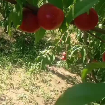 珍珠油桃