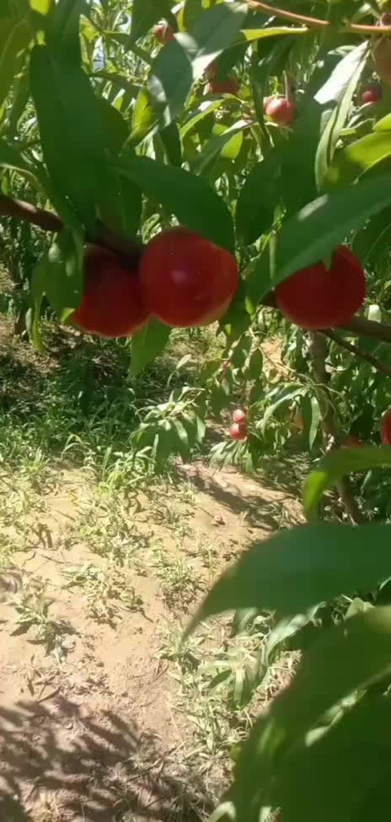 珍珠油桃