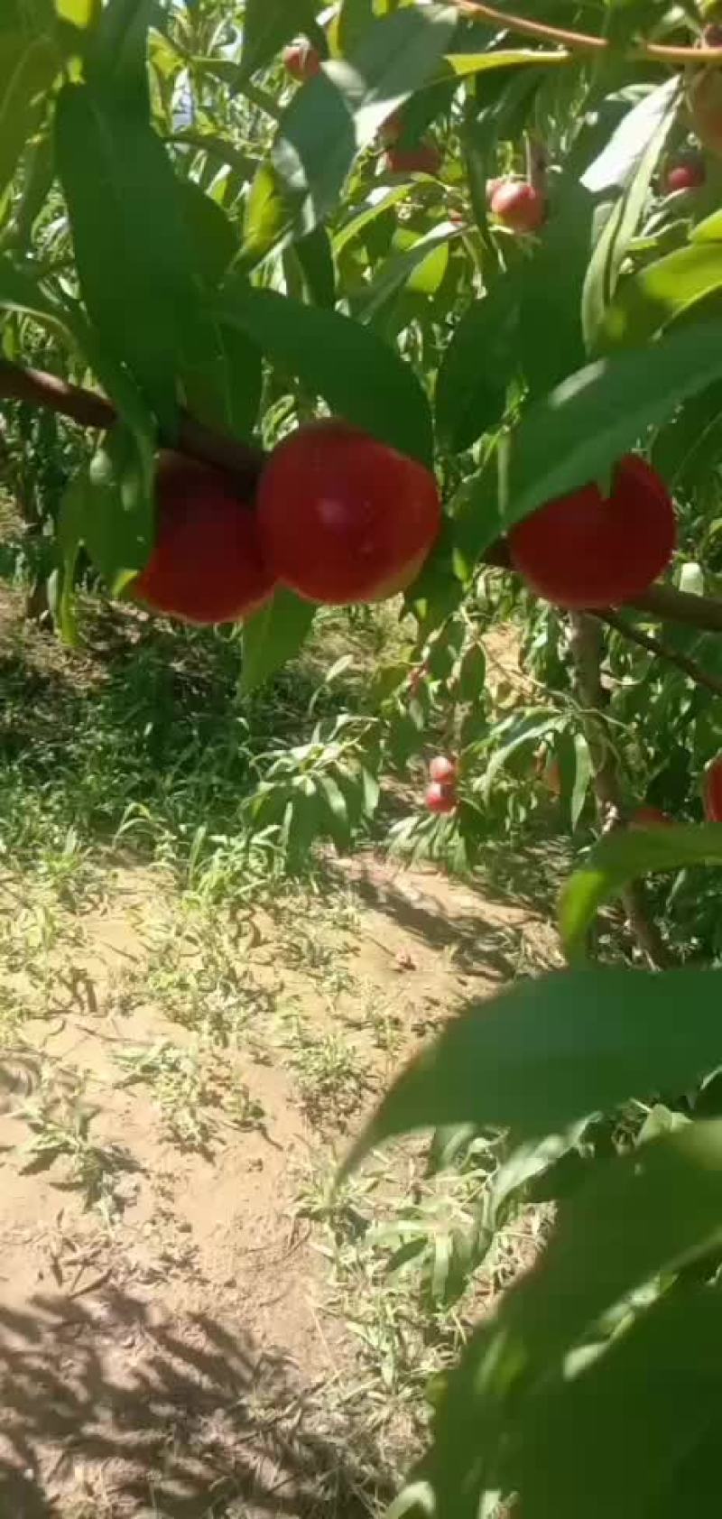 珍珠油桃