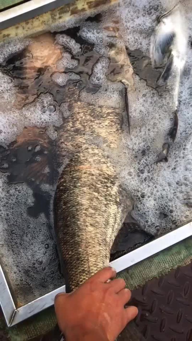 出售10-50斤花鲢