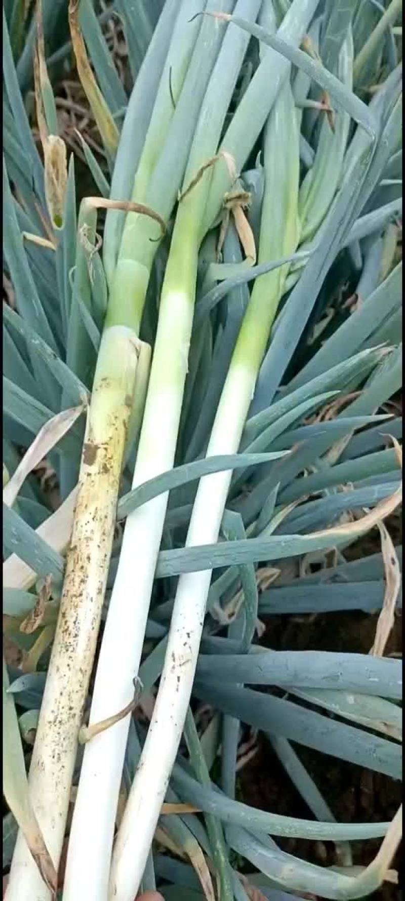 山东铁杆大葱