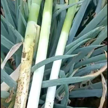 山东铁杆大葱