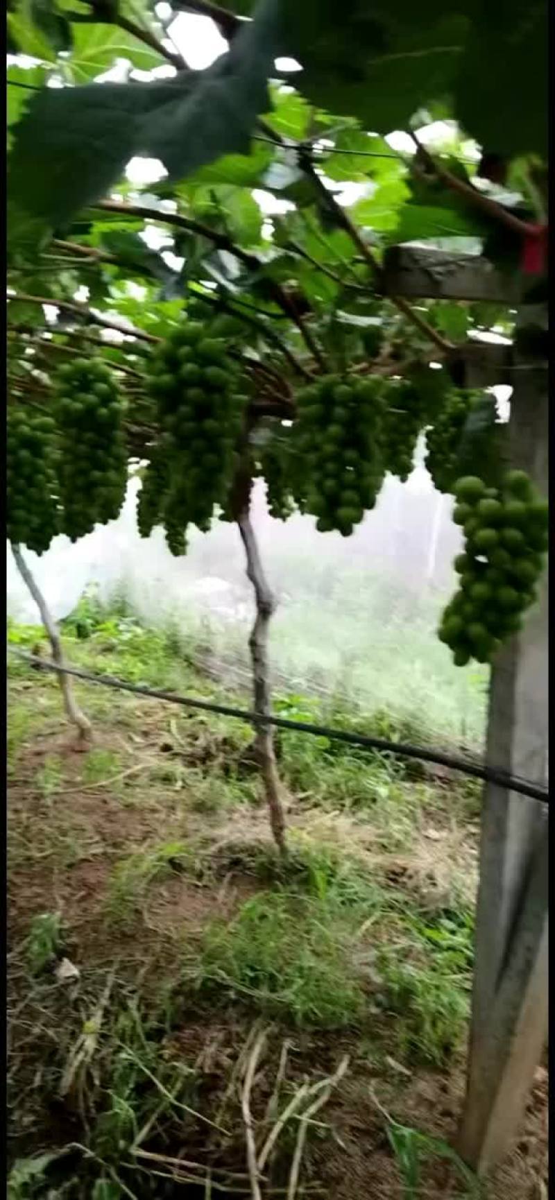 精品阳光玫瑰葡萄