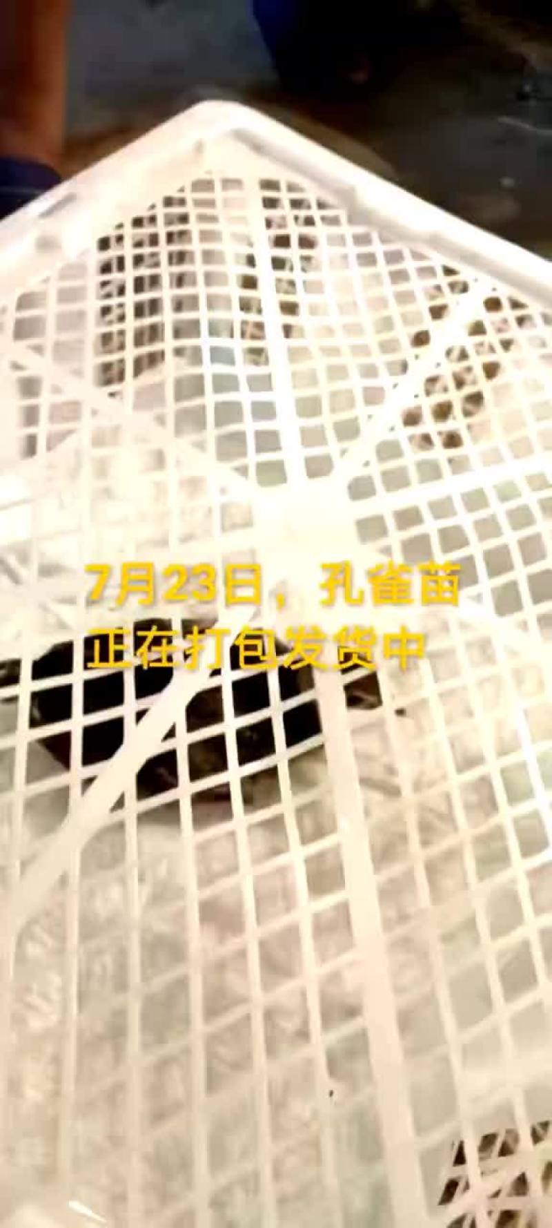 鸵鸟蛋