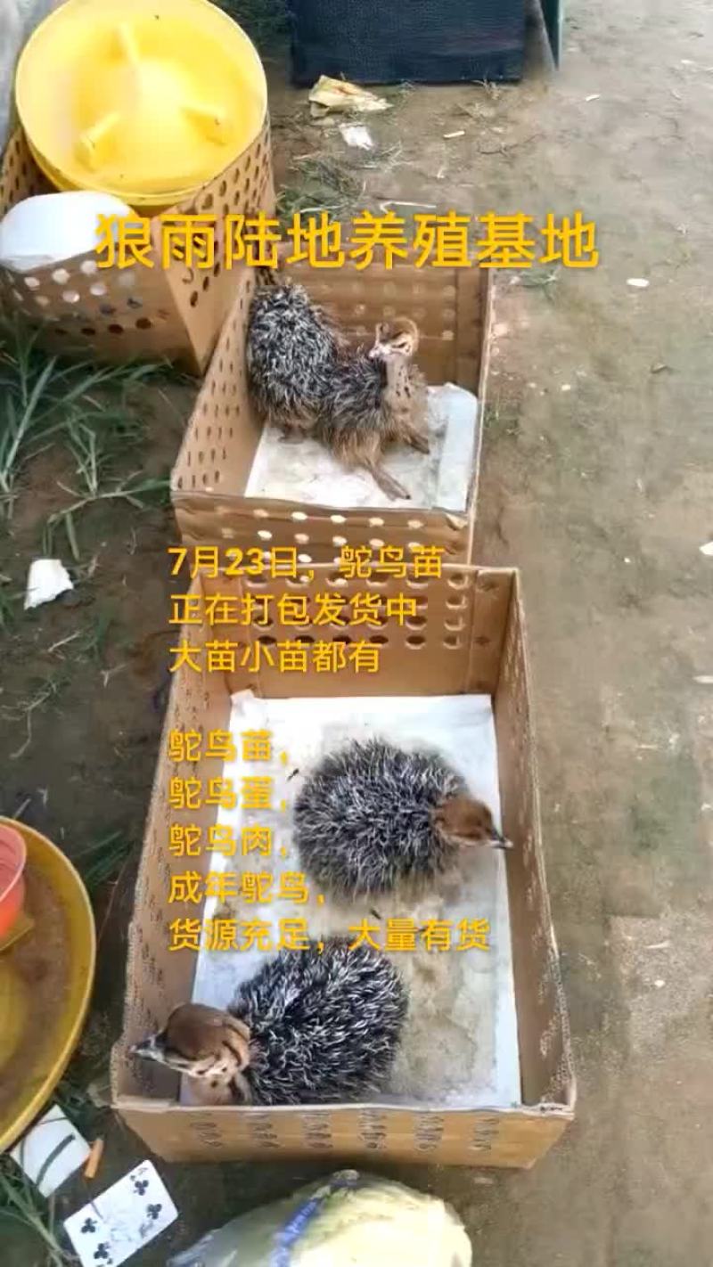 鸵鸟蛋