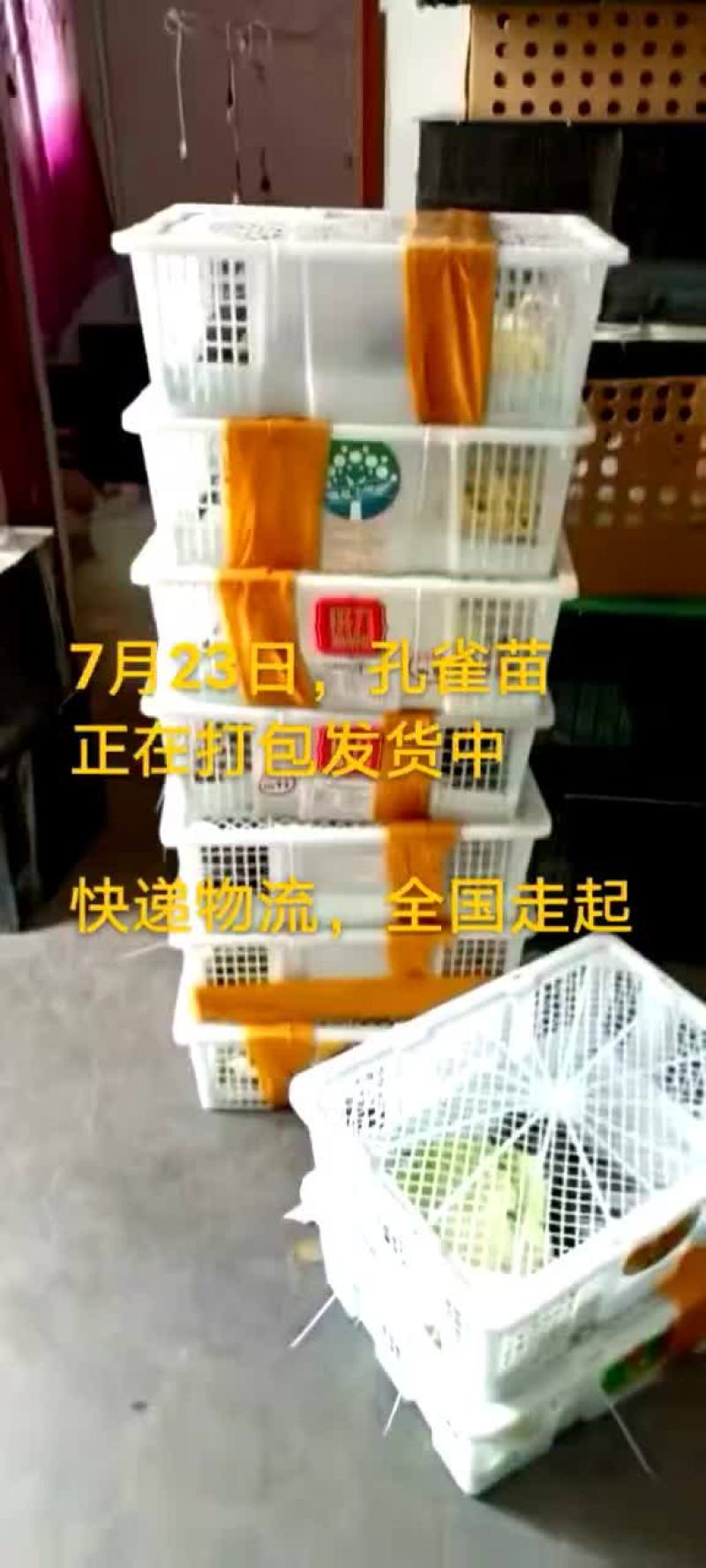 鸵鸟蛋