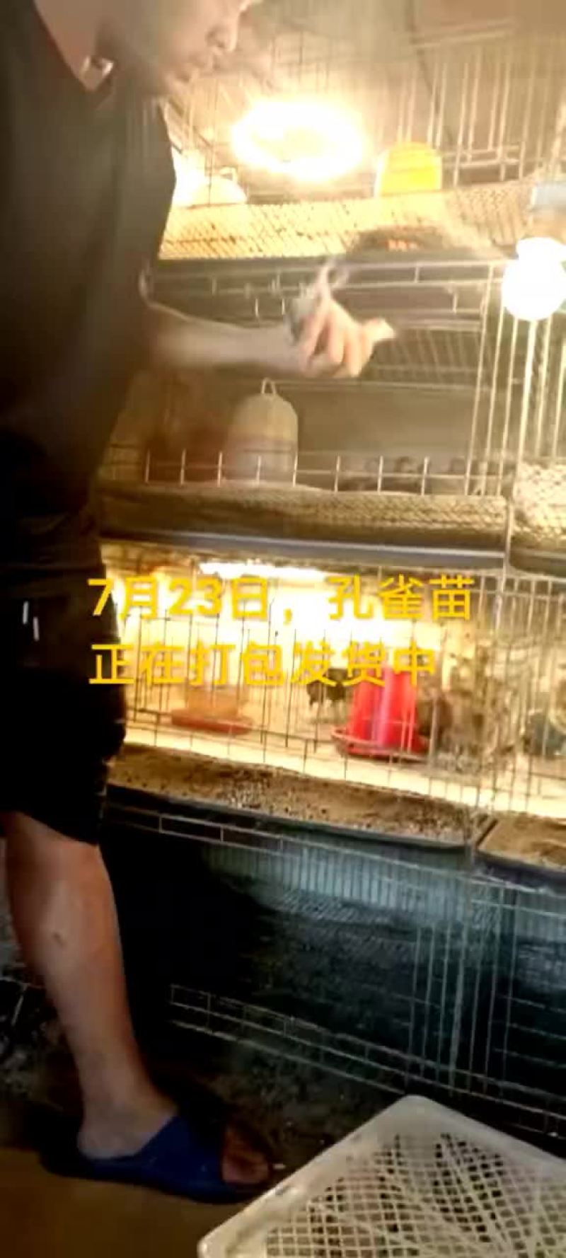 鸵鸟蛋