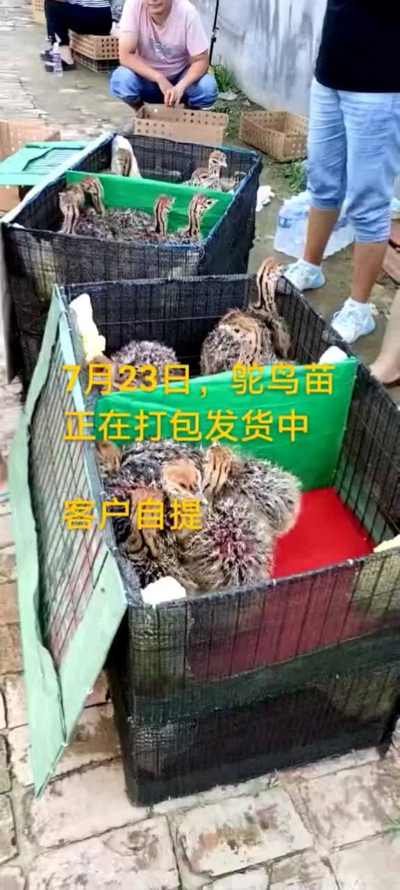 鸵鸟蛋