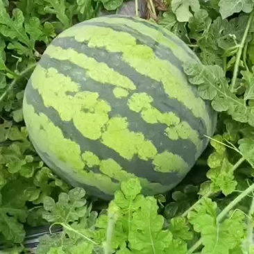 西瓜