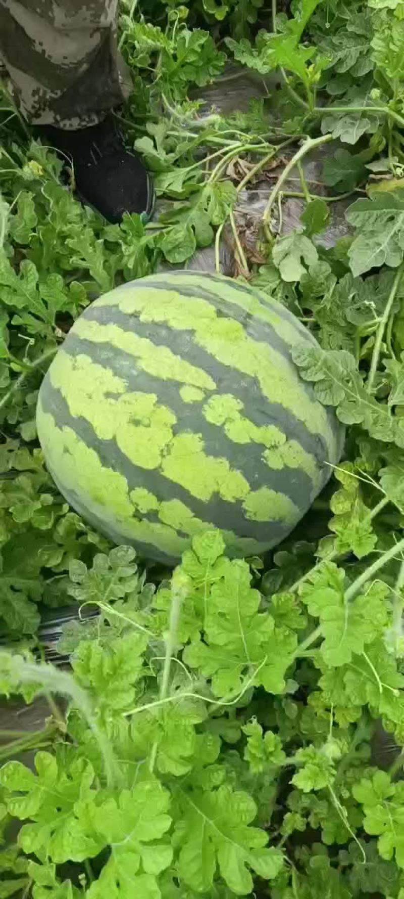 西瓜