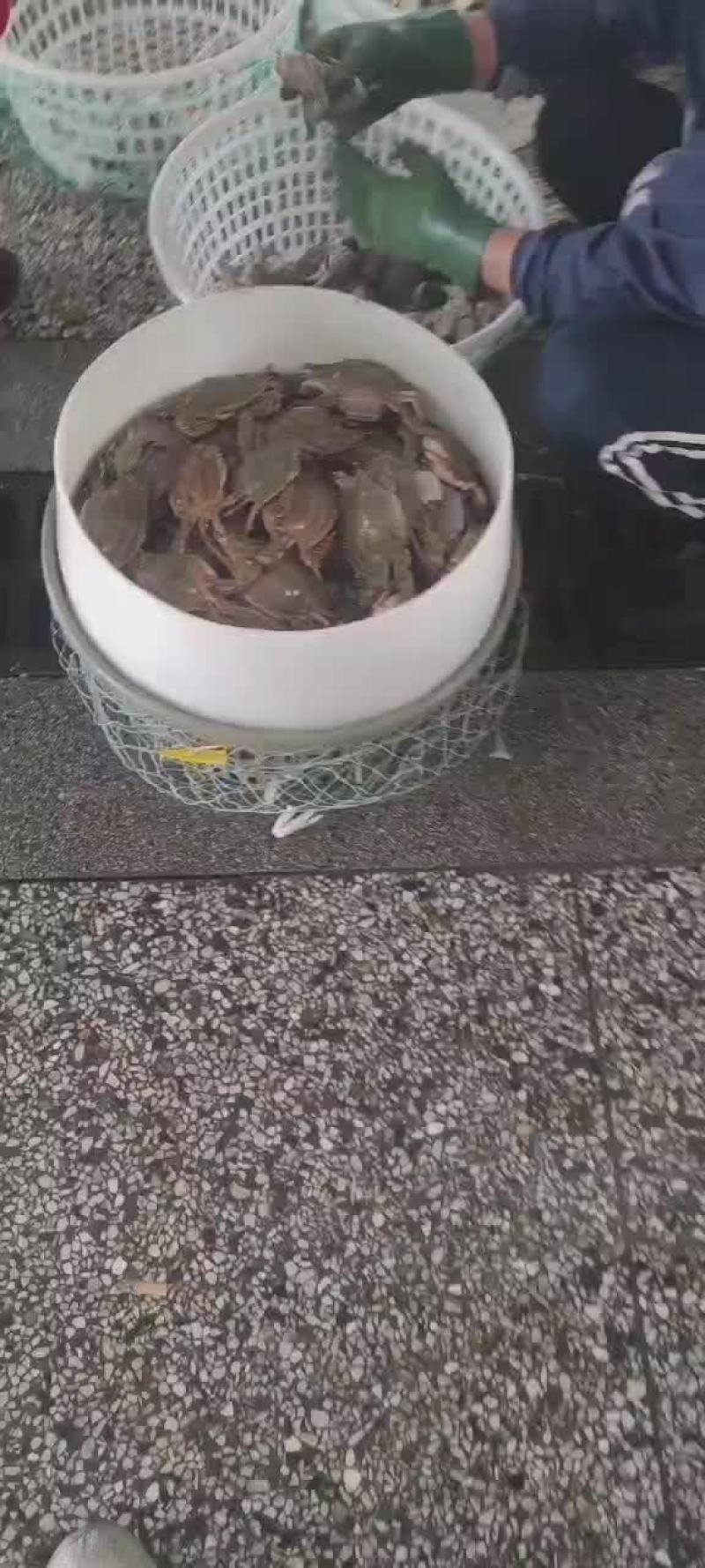 连云港梭子蟹