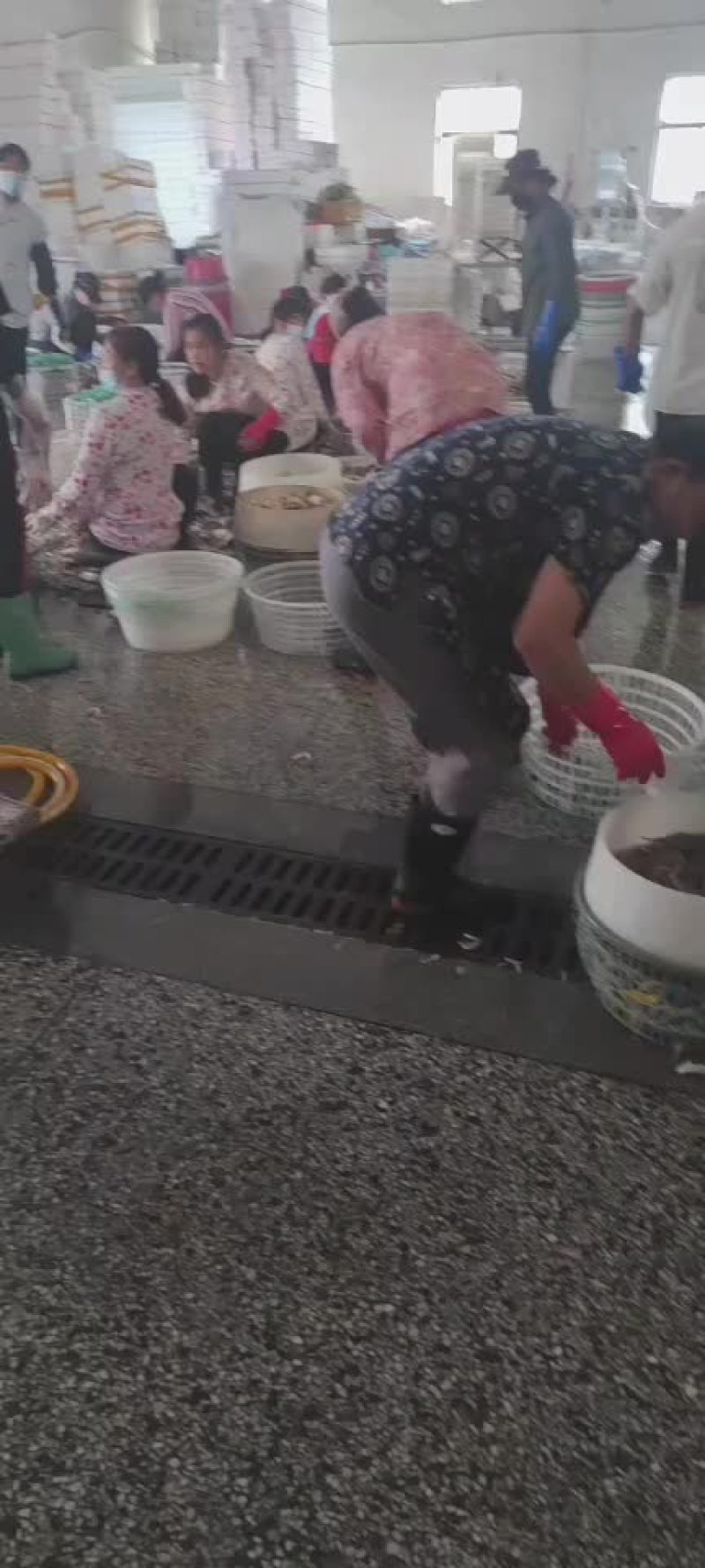 连云港梭子蟹