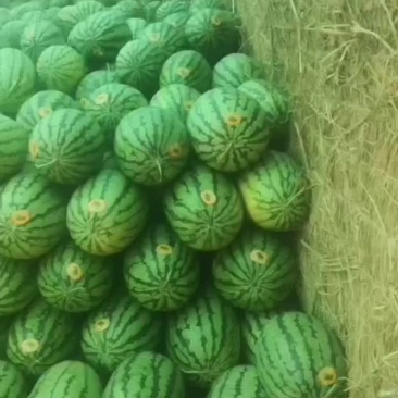 长花瓜大量上市中