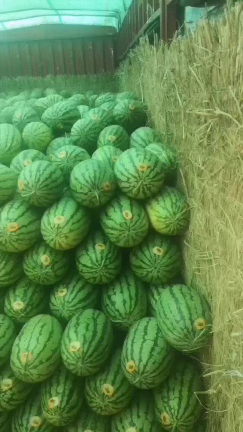 长花瓜大量上市中