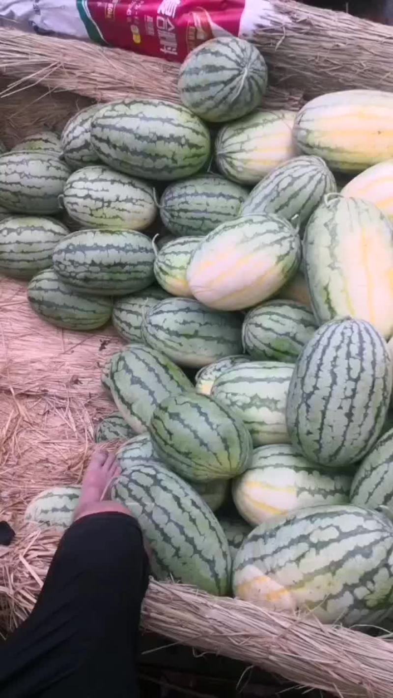 长花瓜大量上市中