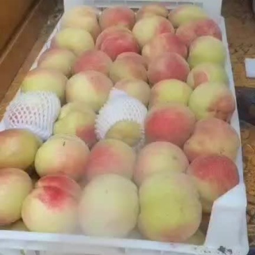 各种桃北京十四号大量供应上市开始了，