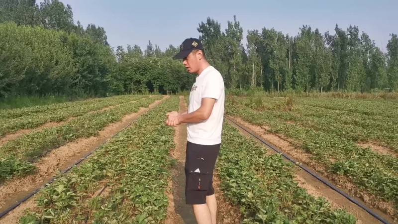 妙香七号草莓苗繁育基地，妙香七号草莓苗批发价格