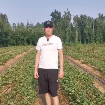 妙香七号草莓苗繁育基地，妙香七号草莓苗批发价格
