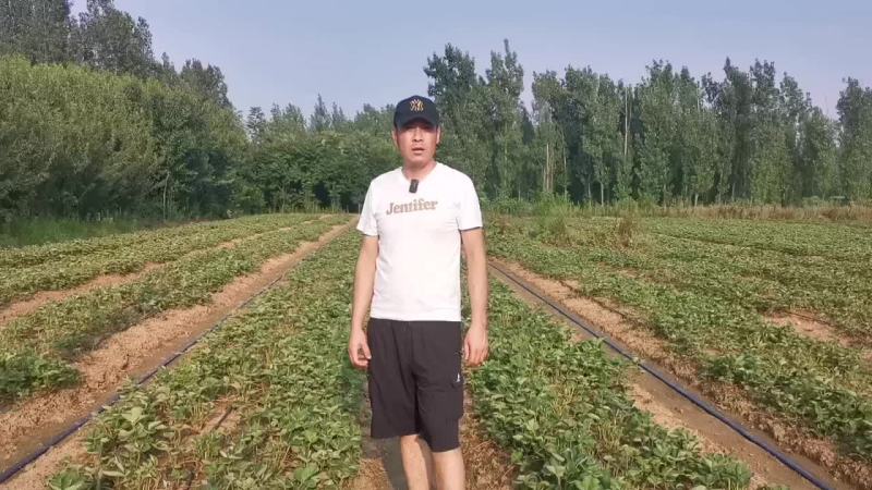 妙香七号草莓苗繁育基地，妙香七号草莓苗批发价格