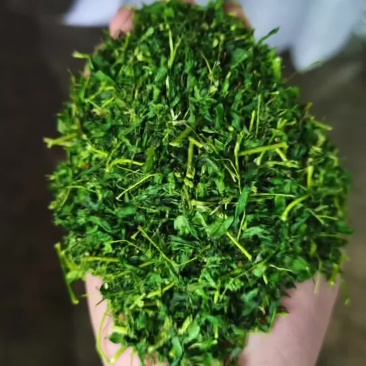 养肝草