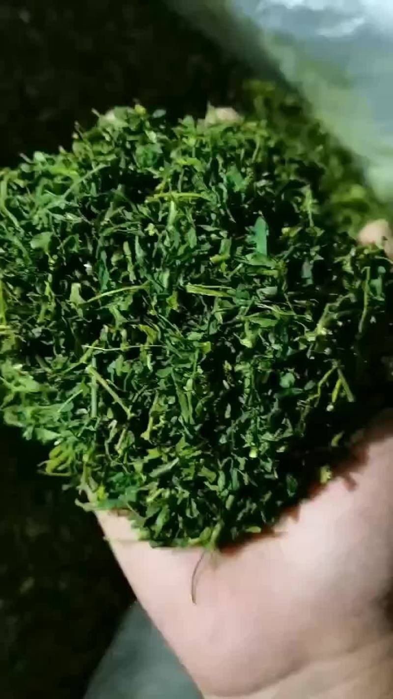 养肝草