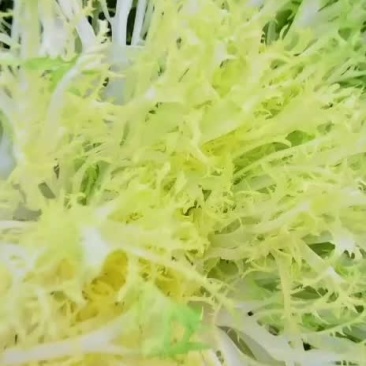 黄苦菊