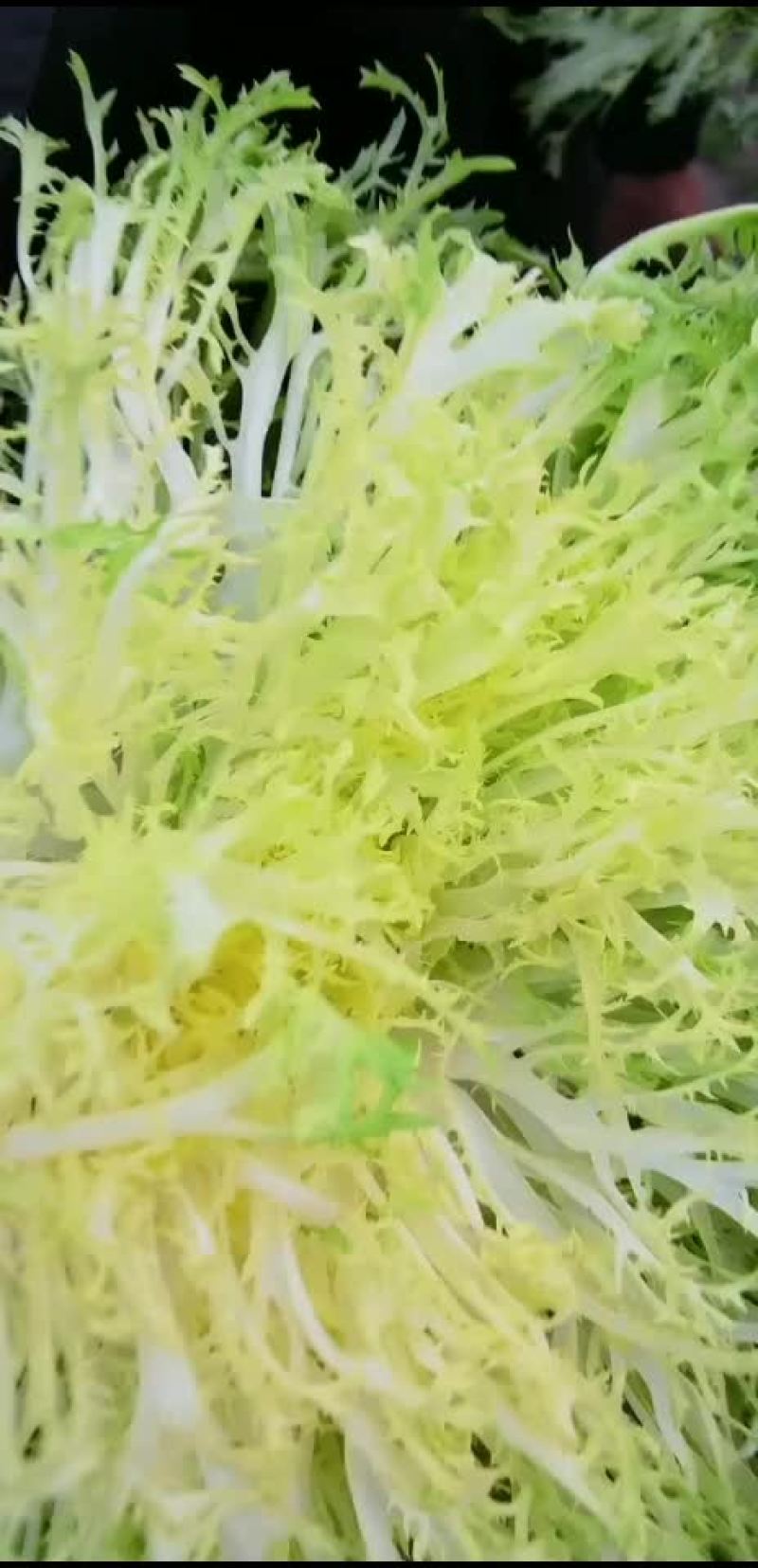 黄苦菊