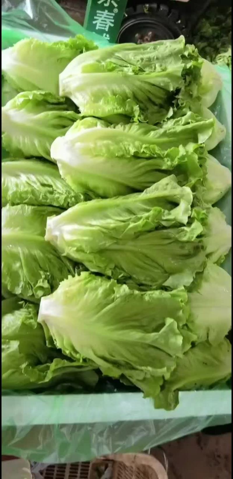 意大利生菜