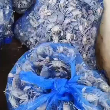 发财蟹，（白玉蟹），（盐螃蟹）。蟛蜞。河蟹，三种蟹