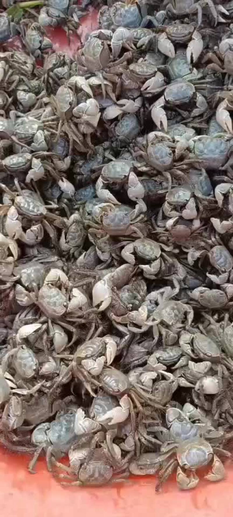 发财蟹，（白玉蟹），（盐螃蟹）。蟛蜞。河蟹，三种蟹