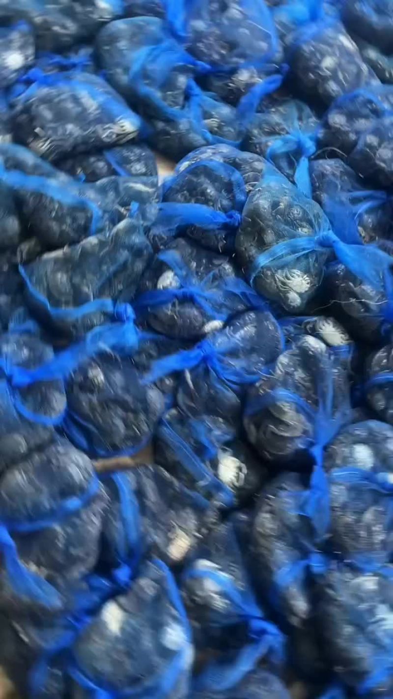 发财蟹，（白玉蟹），（盐螃蟹）。蟛蜞。河蟹，三种蟹
