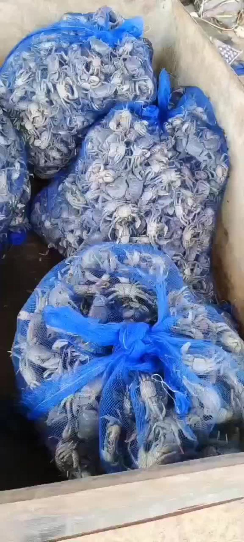 发财蟹，（白玉蟹），（盐螃蟹）。蟛蜞。河蟹，三种蟹