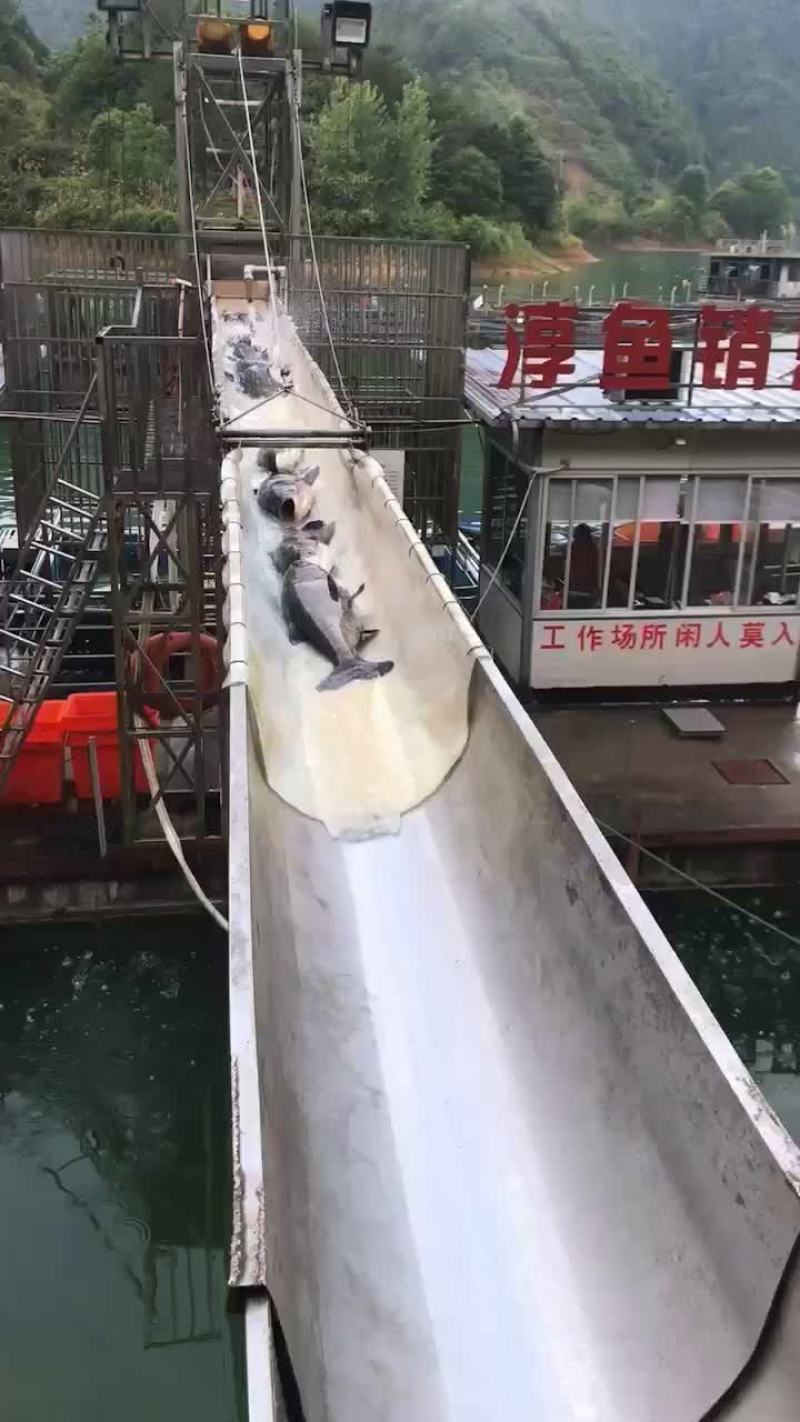 每天出售10-15。15-30花鲢