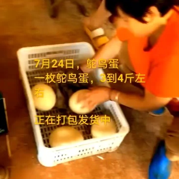 鸵鸟蛋