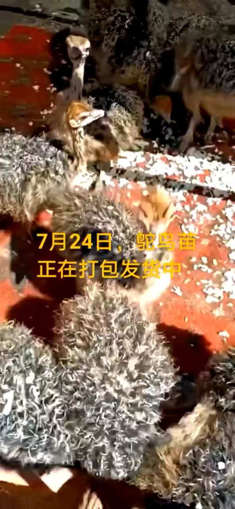 鸵鸟蛋