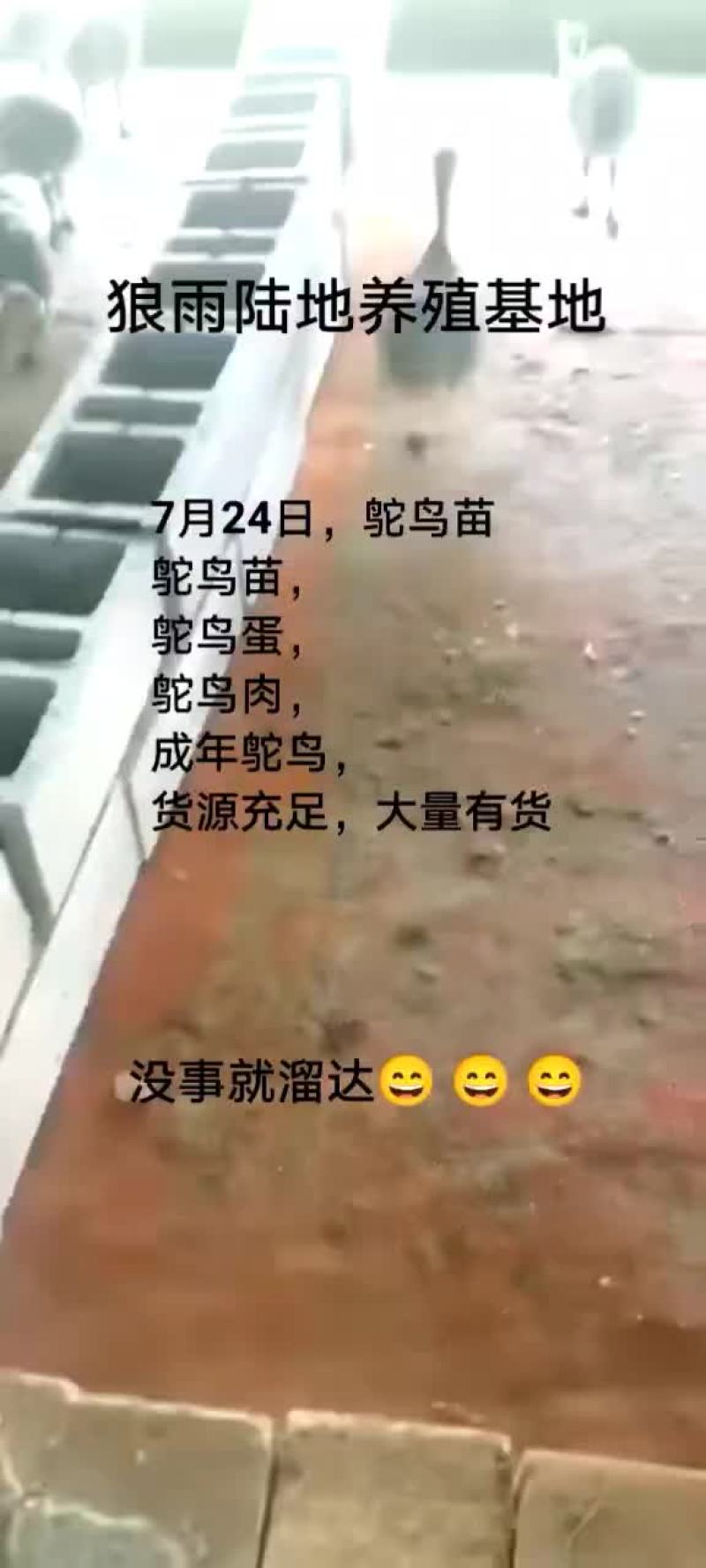 鸵鸟蛋