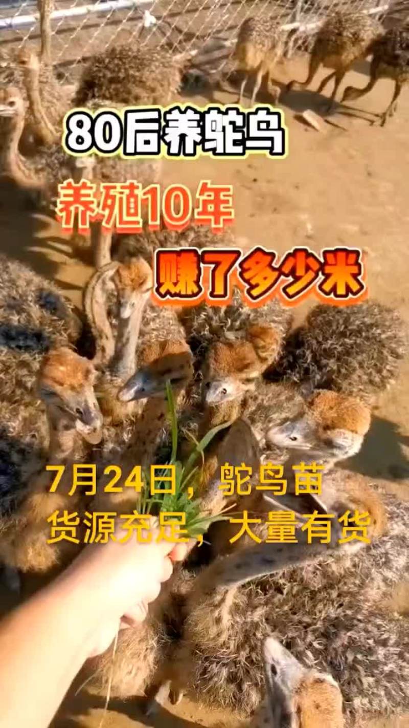 鸵鸟蛋