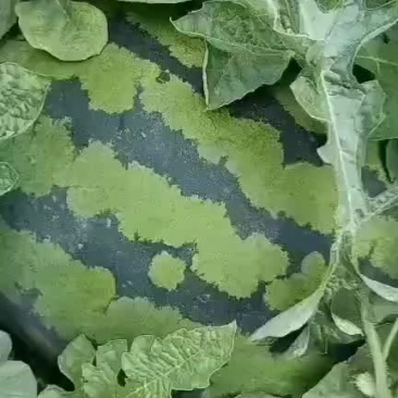 精品西瓜