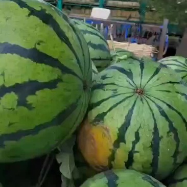 东北吉林长岭大西瓜，圆瓜，甜王都有