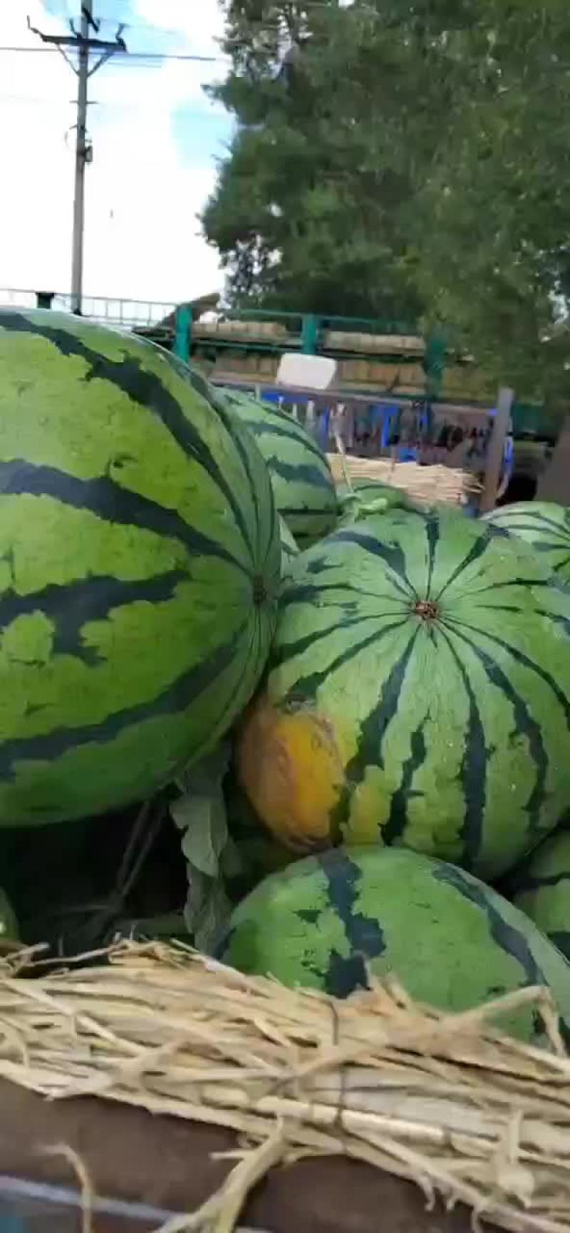 东北吉林长岭大西瓜，圆瓜，甜王都有