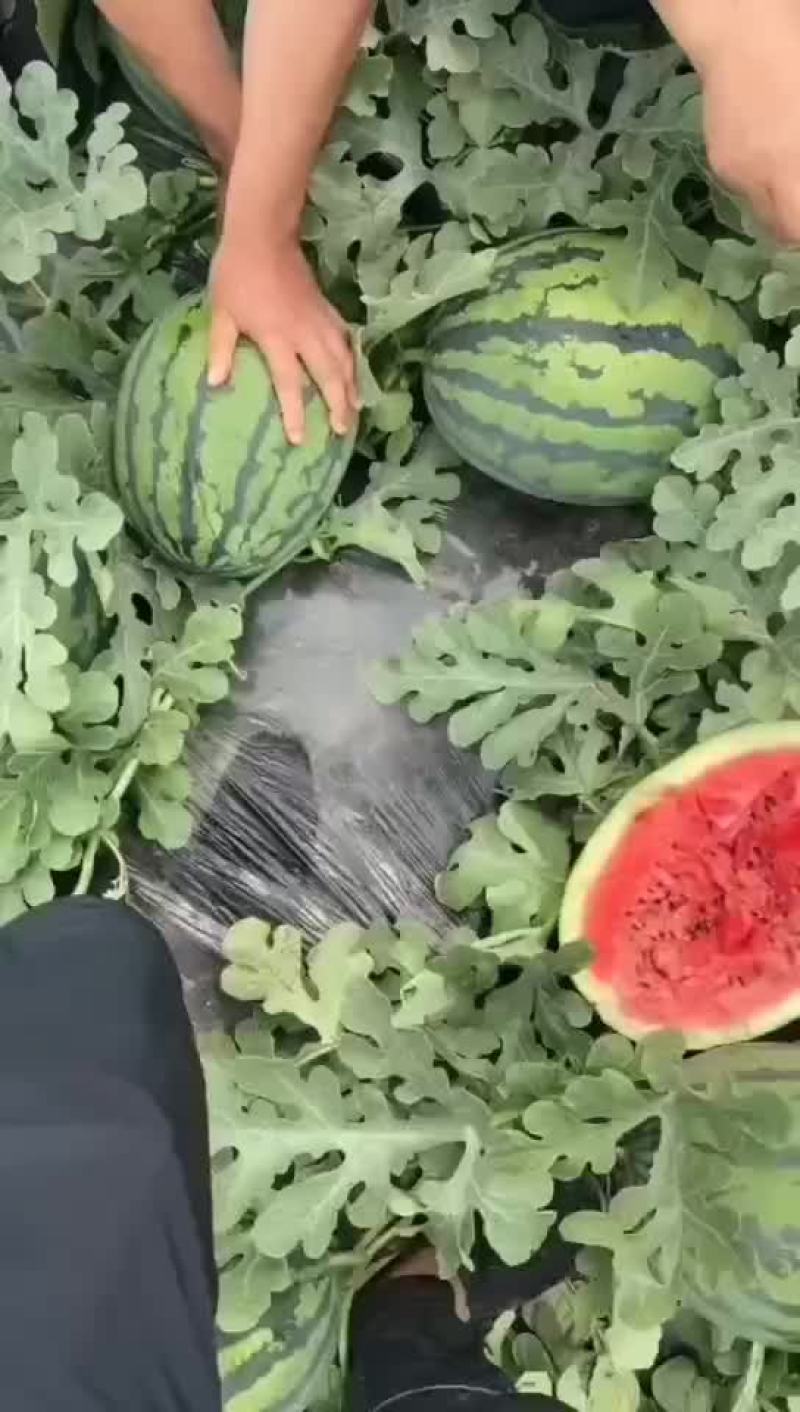 东北吉林长岭大西瓜，圆瓜，甜王都有