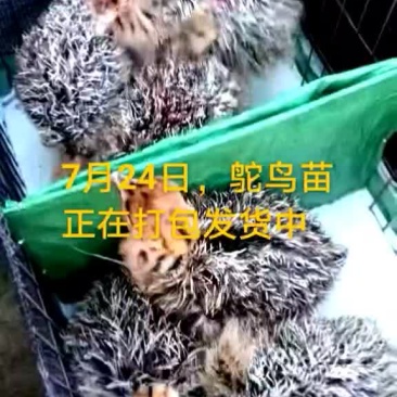 鸵鸟蛋