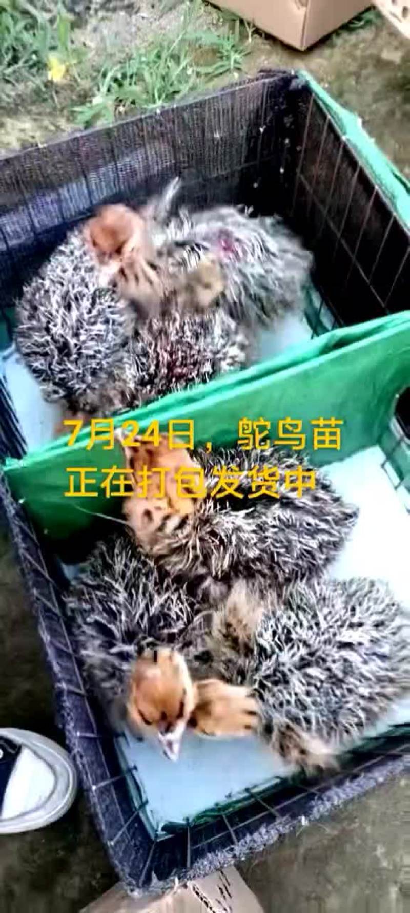 鸵鸟蛋