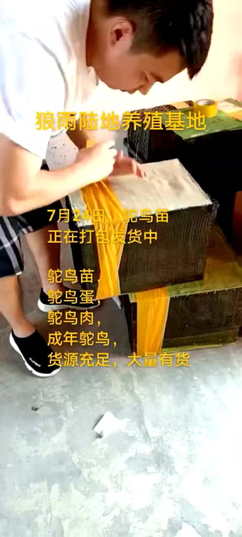 鸵鸟蛋