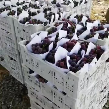 鲜摘葡萄