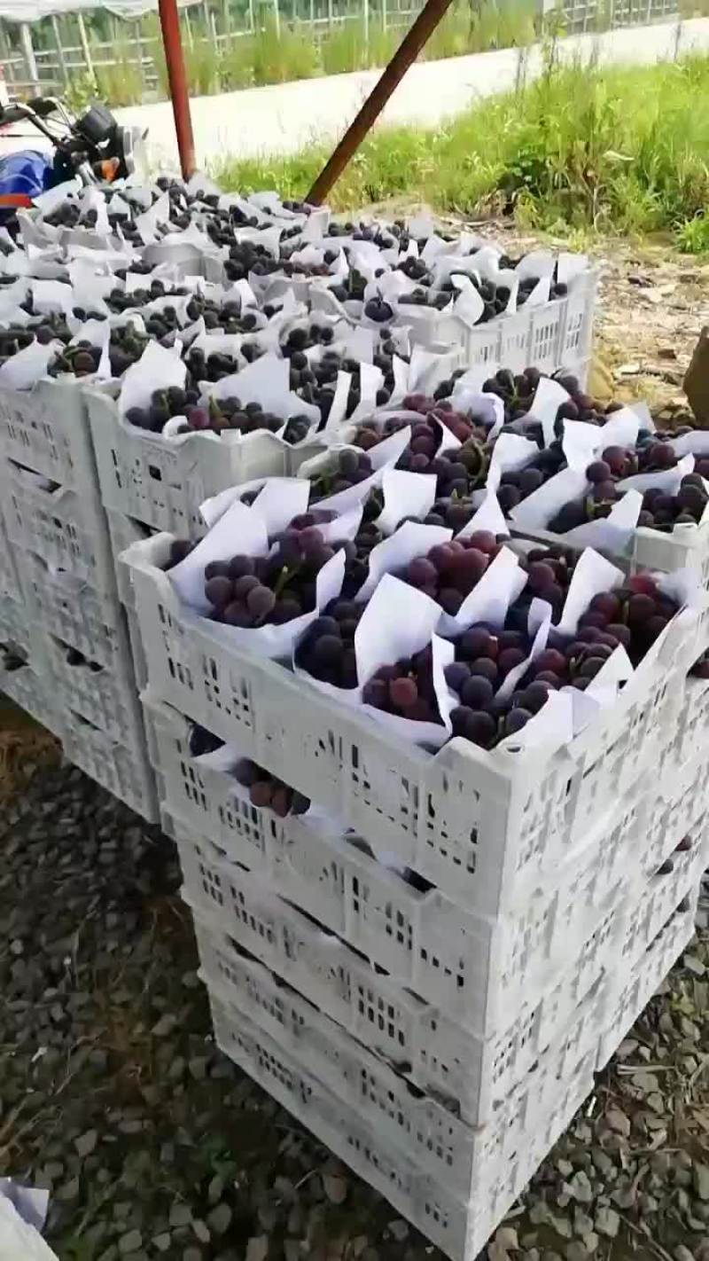 鲜摘葡萄